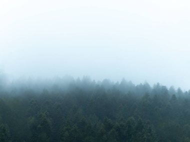 Kozalaklı orman, gökyüzüne karşı ağaçlar.