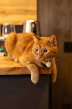 Kırmızı kedi mutfak setinin üstünde oturuyor.