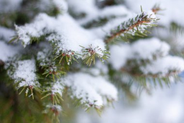 Bir kozalaklı ağacın dalı karla kaplıdır.