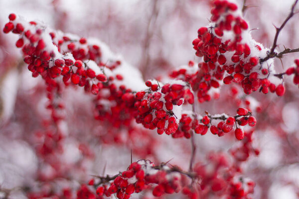 red berries on branches covered with snow