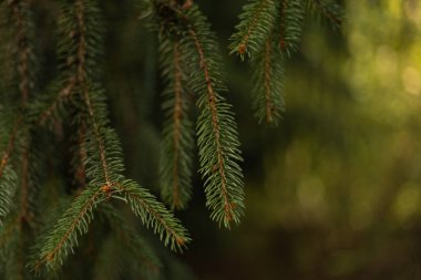 arkaplan, kozalaklı bir ağacın dalları yakın plan