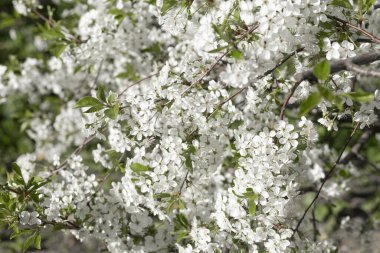 Meyve ağacının dalları çiçek açıyor