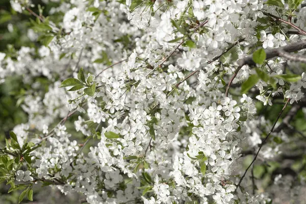 Meyve ağacının dalları çiçek açıyor