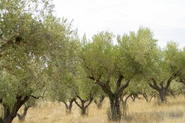 Yunanistan 'ın Halkidiki kentinde zeytin ağacı olan zeytin çiftliği
