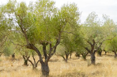 Yunanistan 'ın Halkidiki kentinde zeytin ağacı olan zeytin çiftliği
