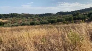 Tepedeki sarı çimenler, zeytin bahçeli yeşil tepeler.