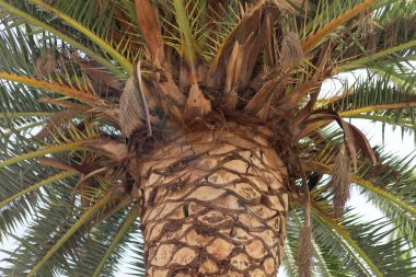 Palmiye ağaçlarının tepesinde, palmiye yapraklarının yetiştiği yerde.