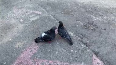 Asfaltta iki güvercin gagalarını ovuşturuyor.