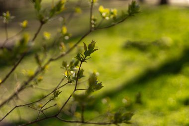 Çimenlerin arka planında ağaç dalları üzerinde yeşil tomurcuklar