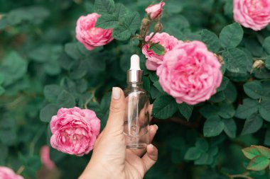 Gün ışığında açan pembe gül çalısı, romantik ve doğal cazibeyle dolu, güzellik ve şefkatin sembolü..