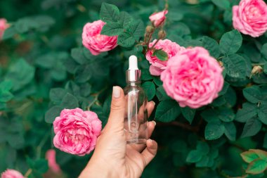 Gün ışığında açan pembe gül çalısı, romantik ve doğal cazibeyle dolu, güzellik ve şefkatin sembolü..