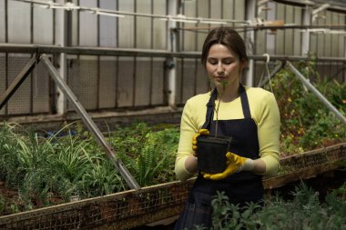 Genç girişimci rengarenk bitkileri küçük bir şehir serasında sergiliyor..