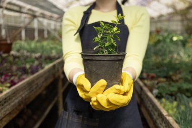 Bir sera işçisinin elleri satılığa ya da nakle hazır olgun bir bitki sergiliyor..