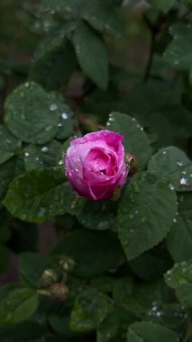 Pembe gül çalısı dışarıda yağmurda ıslanıyor.