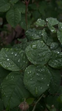 Yağmur damlaları yuvarlanır gül yaprakları.