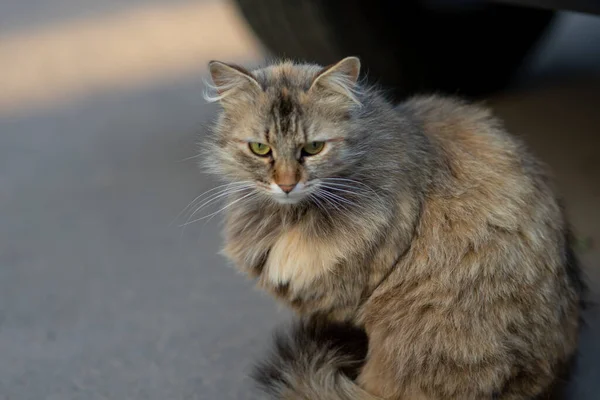 柔软的焦点 一只毛茸茸的孤独的猫坐在沥青路面上 伤心极了 — 图库照片