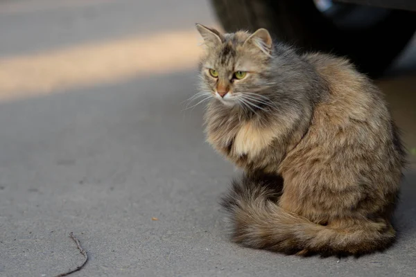 Měkké Zaostření Načechraná Osamělá Kočka Sedí Asfaltu Smutná — Stock fotografie