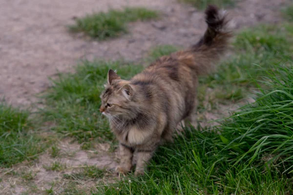 Měkké Zaměření Nadýchaná Kočka Umyje Zvedne Tlapu Parkovišti — Stock fotografie
