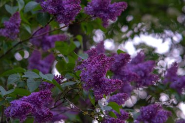 İlkbahar, açan leylak dalları