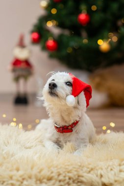 A small white dog wearing a Santa Claus hat relaxes on a cozy rug, with a beautifully decorated Christmas tree in the background. This festive scene captures the joy and warmth of the holiday season, perfect for holiday-themed projects, greeting card clipart