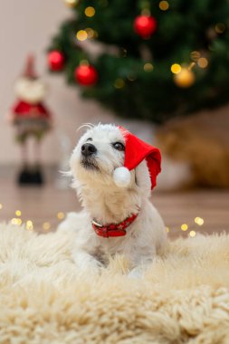 A small white dog wearing a Santa Claus hat relaxes on a cozy rug, with a beautifully decorated Christmas tree in the background. This festive scene captures the joy and warmth of the holiday season, perfect for holiday-themed projects, greeting card clipart