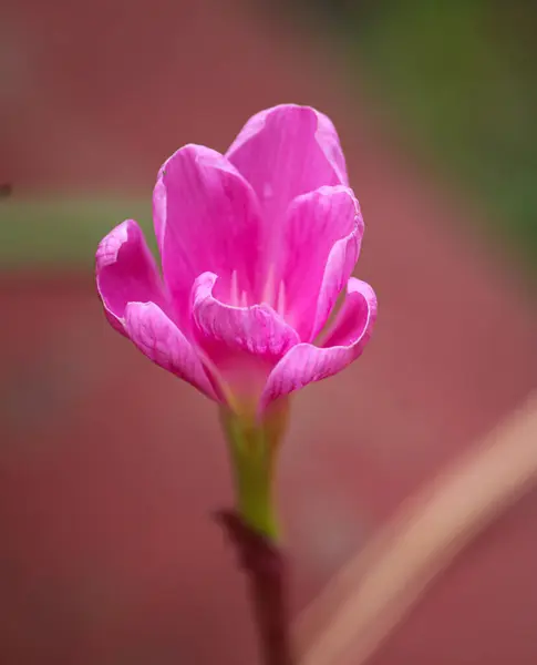 Pembe yağmurlu zambaklar, yağmurlu mevsimde açan yağmurlu zambaklar.