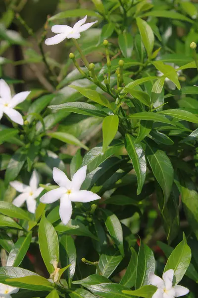 Güzel beyaz Sampaguita Jasmine veya Arap Jasmine çiçeğini (L.) yeşil yapraklı Jasminum Aiton; Oleaceae 'yi kapatın.. 