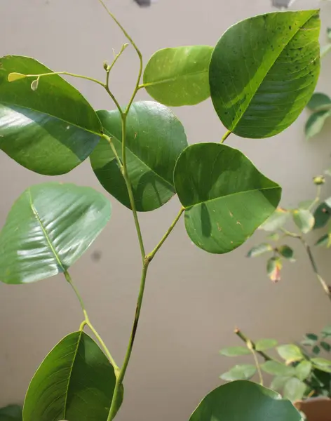 インドの赤いサンダルウッドの葉 タンタルアルバム それは薬用植物です — ストック写真