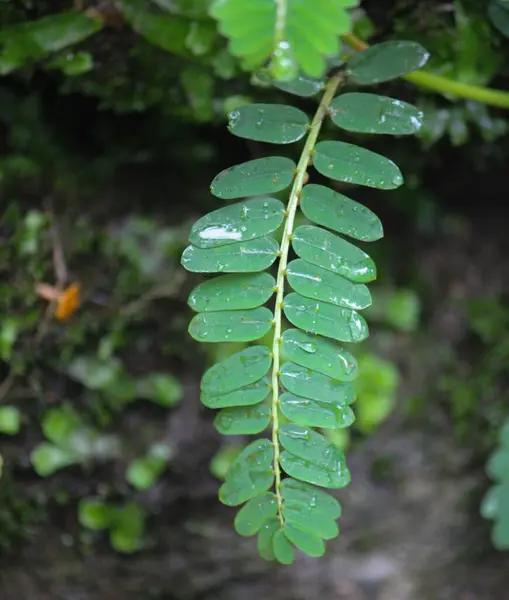 Phyllanthus Niruri Plant Kruid Tuin Bhumi Amla Plant — Stockfoto