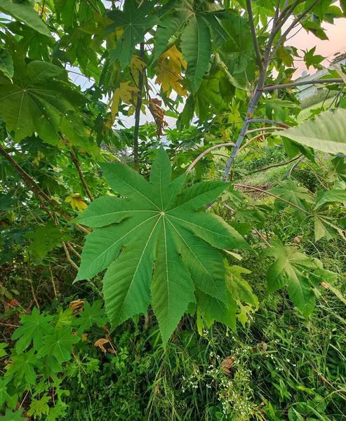 Ricinus communis, the castor bean or castor oil plant, is a species of perennial flowering plant in the spurge family, Green leaf castor oil.
