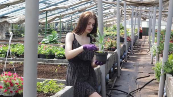 Een Jong Meisje Zorgt Voor Een Aloë Plant Een Pot — Stockvideo