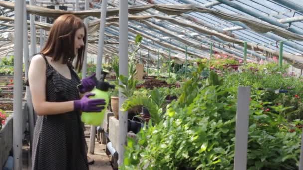女の子は大きな温室のスプレーボトルから水をやることで植物の世話をします — ストック動画