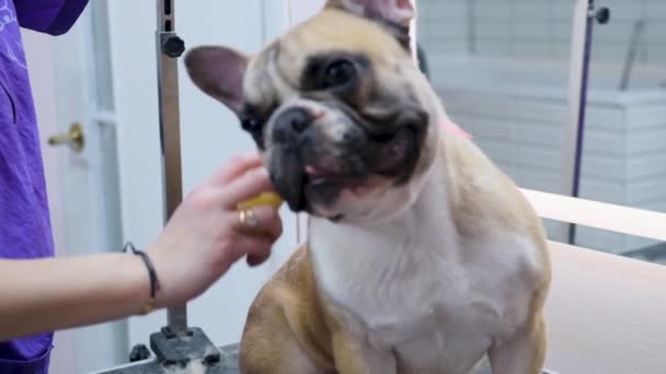 Groomer Penteia Cabelo Cão Câmera Lenta Bulldog Francês — Vídeo de Stock
