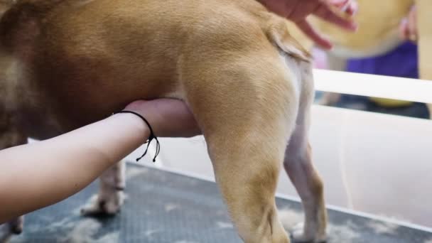 Peluquero Peina Pelo Del Perro Cámara Lenta Bulldog Francés — Vídeo de stock