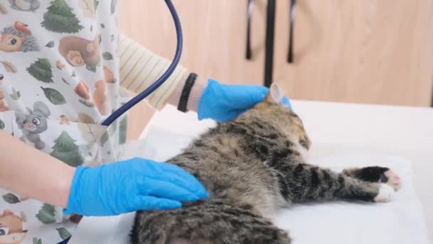 Mãos Médico Estão Acariciando Gato Estado Anestesia Deitado Uma Mesa — Vídeo de Stock