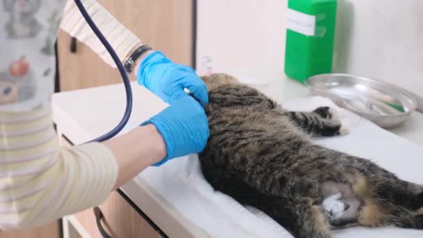 Veterinarian Veterinary Clinic Gives Injection Gray Cat Lying Table Surgery — Stock Video