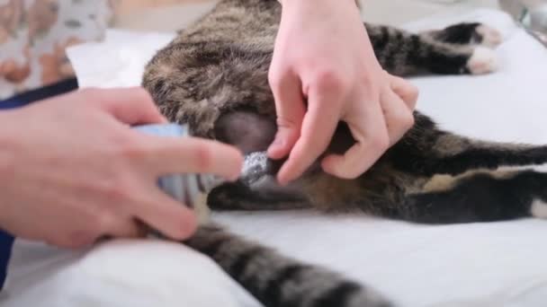 Katten Efter Kastreringsoperationen Läkaren Behandlar Såret Med Antiseptisk Spray — Stockvideo