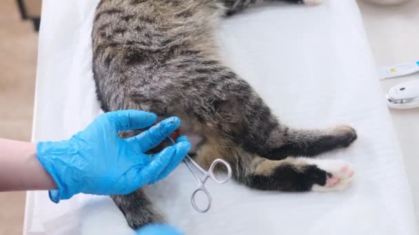 Veterinární Lékař Vykastruje Kočku Tím Přestřihne Spermatickou Šňůru Nůžkami Operace — Stock video
