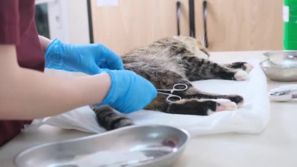 兽医对猫进行剖腹 堵塞精索 兽医进行的手术 — 图库视频影像