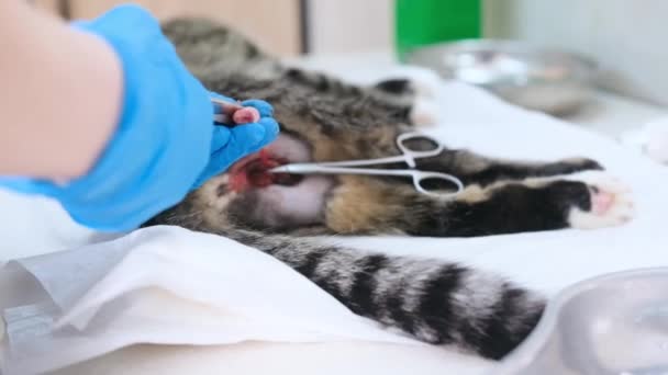 Veterinární Lékař Vykastruje Kočku Tím Přestřihne Spermatickou Šňůru Nůžkami Operace — Stock video