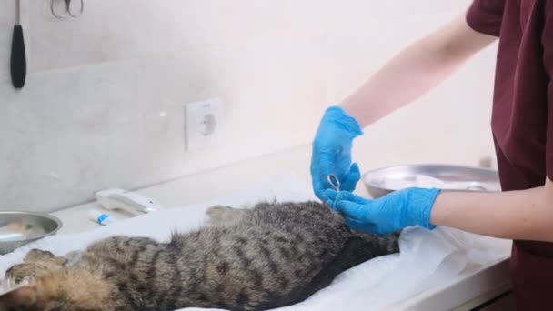 Een Arts Een Dierenkliniek Een Operatie Uitvoert Een Kat Castreren — Stockvideo