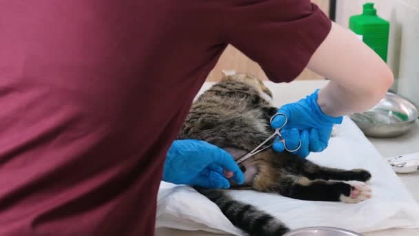 Veteriner Kliniğindeki Bir Doktor Kediyi Hadım Etmek Için Ameliyat Eder — Stok video