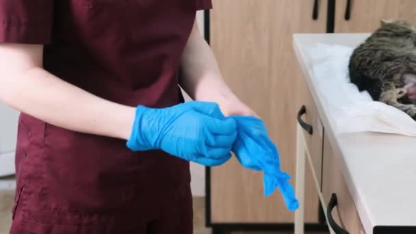 獣医院の医師が猫の去勢手術の準備のために手袋をはめて — ストック動画