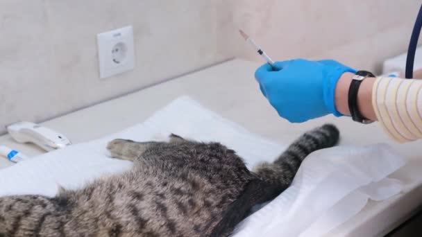 診療所の医師は去勢手術の前に猫の陰嚢に鎮痛剤を注射します — ストック動画