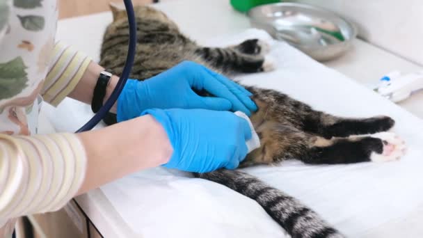 獣医師は去勢手術の前に猫の陰嚢を治療します — ストック動画