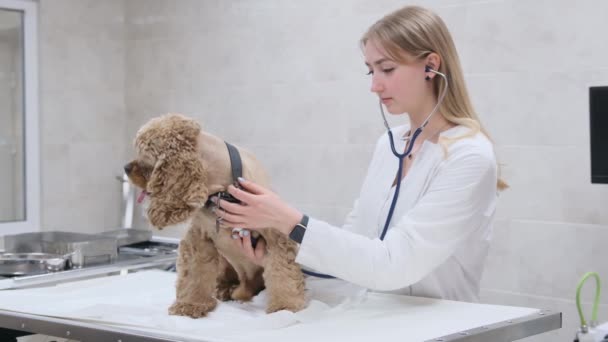 Happy Veterinarian Stethoscope Examines Dog Veterinary Clinic — Stock Video