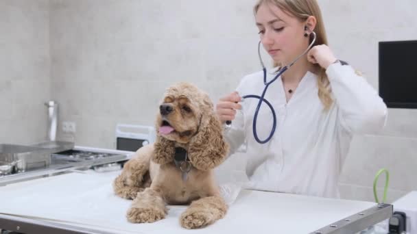 Счастливый Ветеринар Стетоскопом Осматривает Собаку Ветеринарной Клинике — стоковое видео