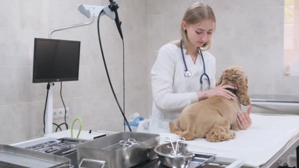 Een Jong Dierenarts Meisje Streelt Een Hond Kalmeert Haar Operatiekamer — Stockvideo