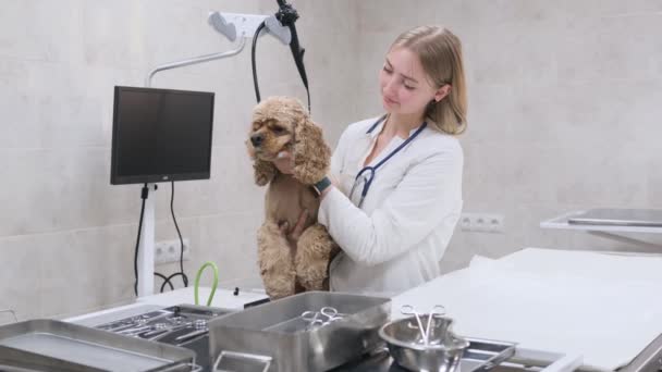 Een Jong Dierenarts Meisje Streelt Een Hond Kalmeert Haar Operatiekamer — Stockvideo