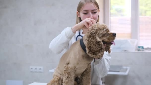 Lekarz Kliniki Weterynaryjnej Pieszczoty Psa — Wideo stockowe